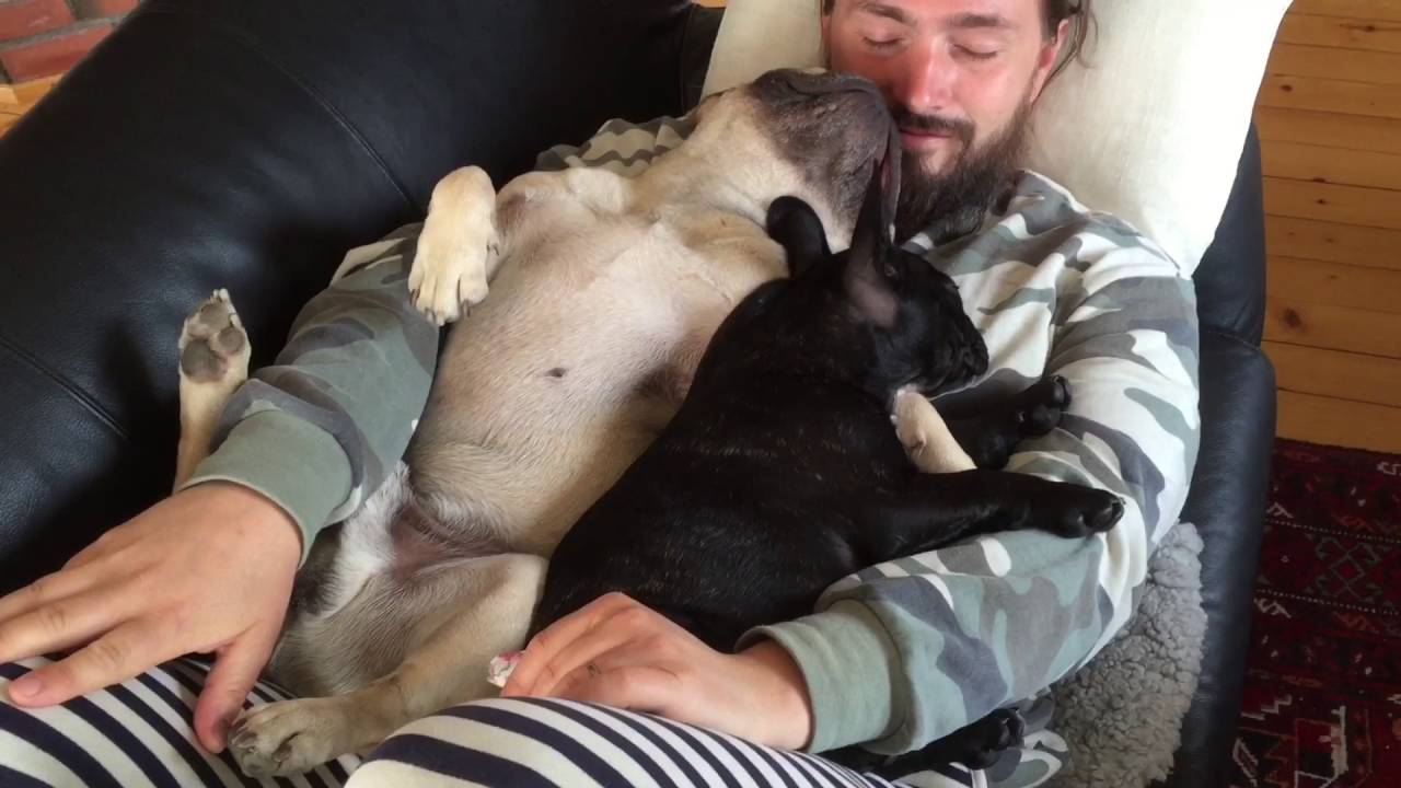 Dogs sleeping on owners belly! *adorable* YouTube
