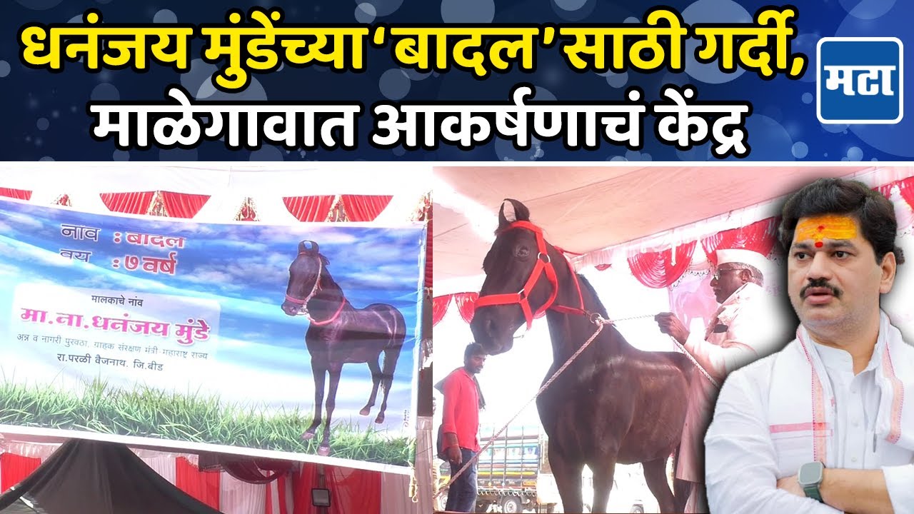 Nanded Malegaon Yatra: माळेगाव यात्रेत ‘राजकीय अश्व’, Dhananjay Munde यांच्या बादलने वेधले लक्ष