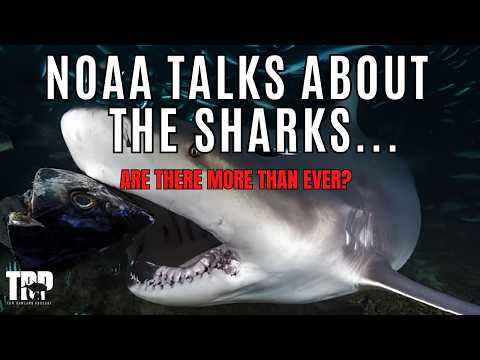 Too Many Sharks AND a 71% Decline — How Can Both be True?