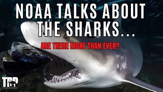 Too Many Sharks AND a 71% Decline — How Can Both be True? screenshot 5