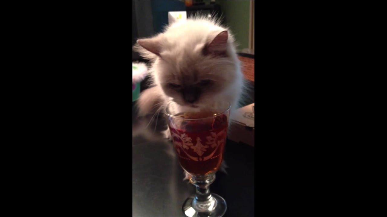 Cat drinking iced tea YouTube