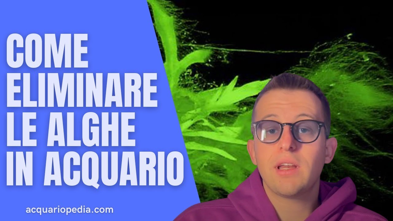 Alghe in acquario d'acqua dolce? Ecco come eliminarle SENZA prodotti ...