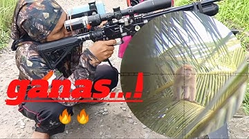 GANAS...! PREDATOR 500cc BERBURU HAMA MONYET DGN SLUG