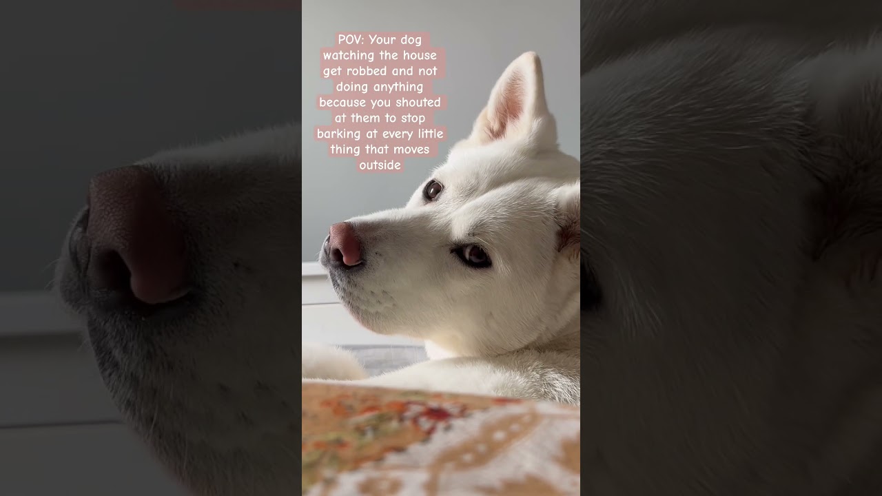 Dogs can hold a grudge! 