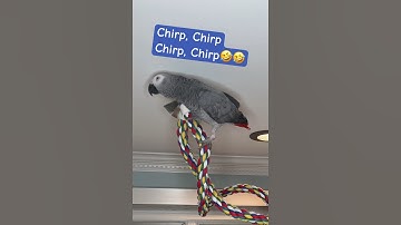 Symon asks Alexa to Chirp, Chirp🦜🤣#symontheafricangreyparrot #talkingparrot #alexa #birds #chirp