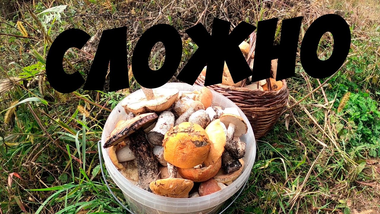 СБОР ГРИБОВ ПОСЛЕ ДОЖДЯ! ТИХАЯ ОХОТА ЗА БЕЛЫМИ ГРИБАМИ И ПОДОСИНОВИКАМИ ...