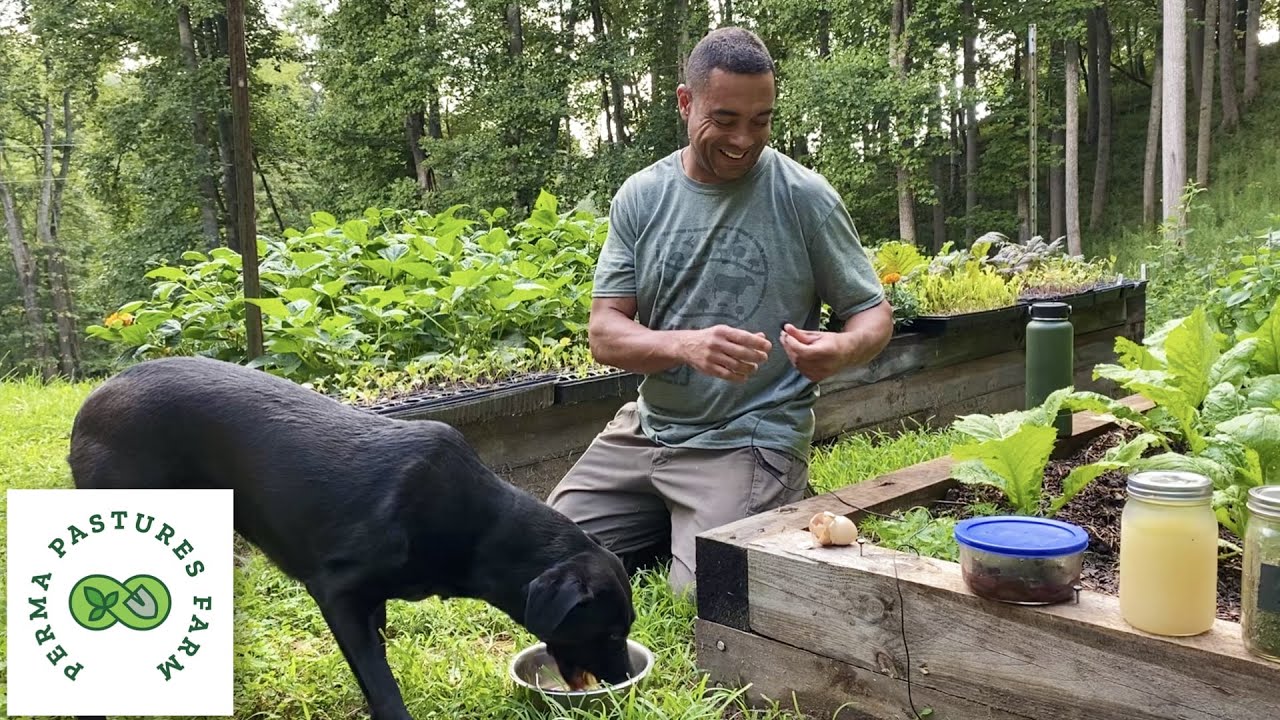What We Feed Our Dogs EVERYDAY!! - YouTube
