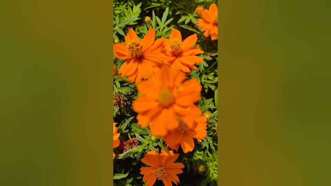 flowers lover flower 🌺🌻🌹🌷 YouTube