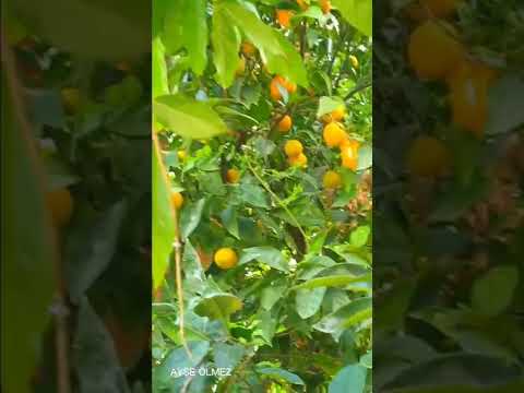 Video: Crabapple Ağaclarının Yetişdirilməsi - Crabapple Ağacına Necə Qulluq Edilməli