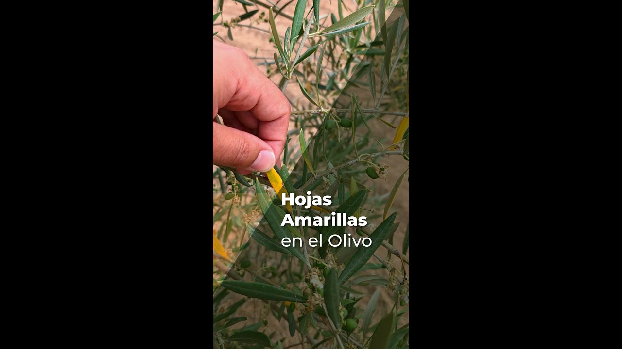 HOJAS AMARILLAS EN EL OLIVO