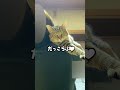 抱っこが好きすぎる元野良猫をおろした瞬間こうなる#元野良猫 #甘えん坊