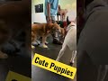 Cute Funny Puppies Videos , Dog Videos
