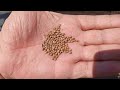 Как правильно сажать редиску семенами в открытый грунт весной