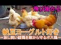 納豆ヨーグルト好きニワトリ~庭で放し飼いの名古屋コーチン雌鶏を敵から守るボス雄鶏~