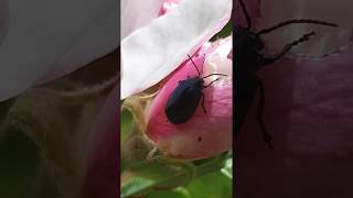 Blue Black Beetle - Bjöllur