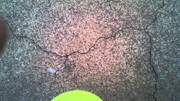 How to teach a dog to catch a frisbee in the air