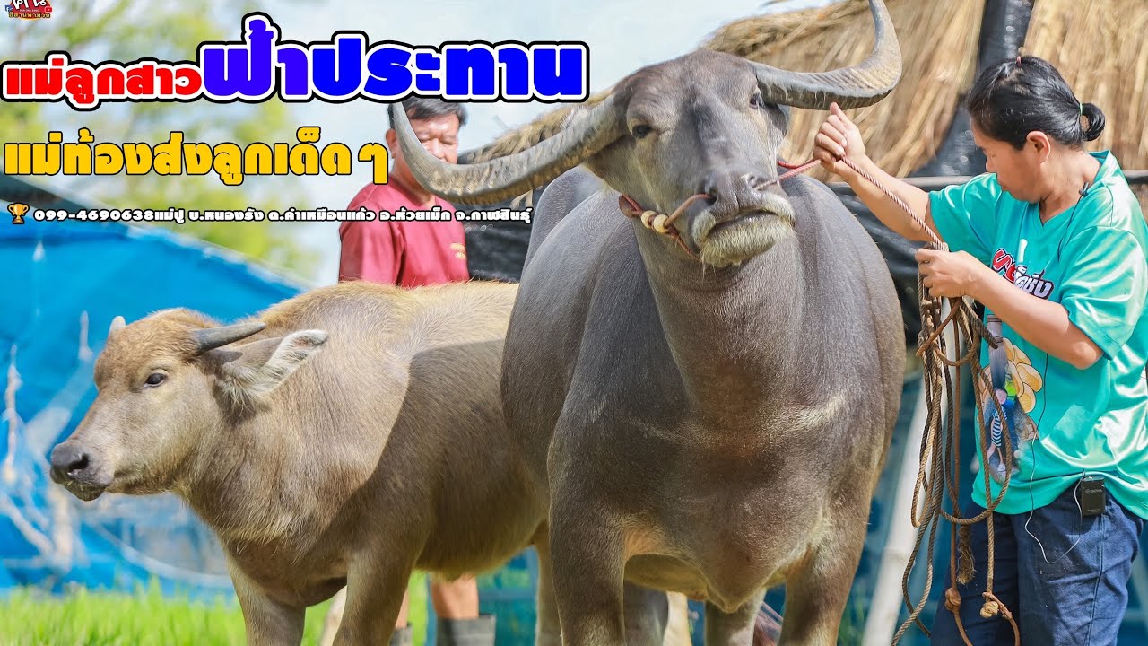 💥เด็ดมากควายแม่ลูกสาว150 #ฟ้าประทาน🏆099-4690638แม่ปู บ.หนองรัง ต.คำเหมือนแก้ว อ.ห้วยเม็ก จ.กาฬสินธุ์
