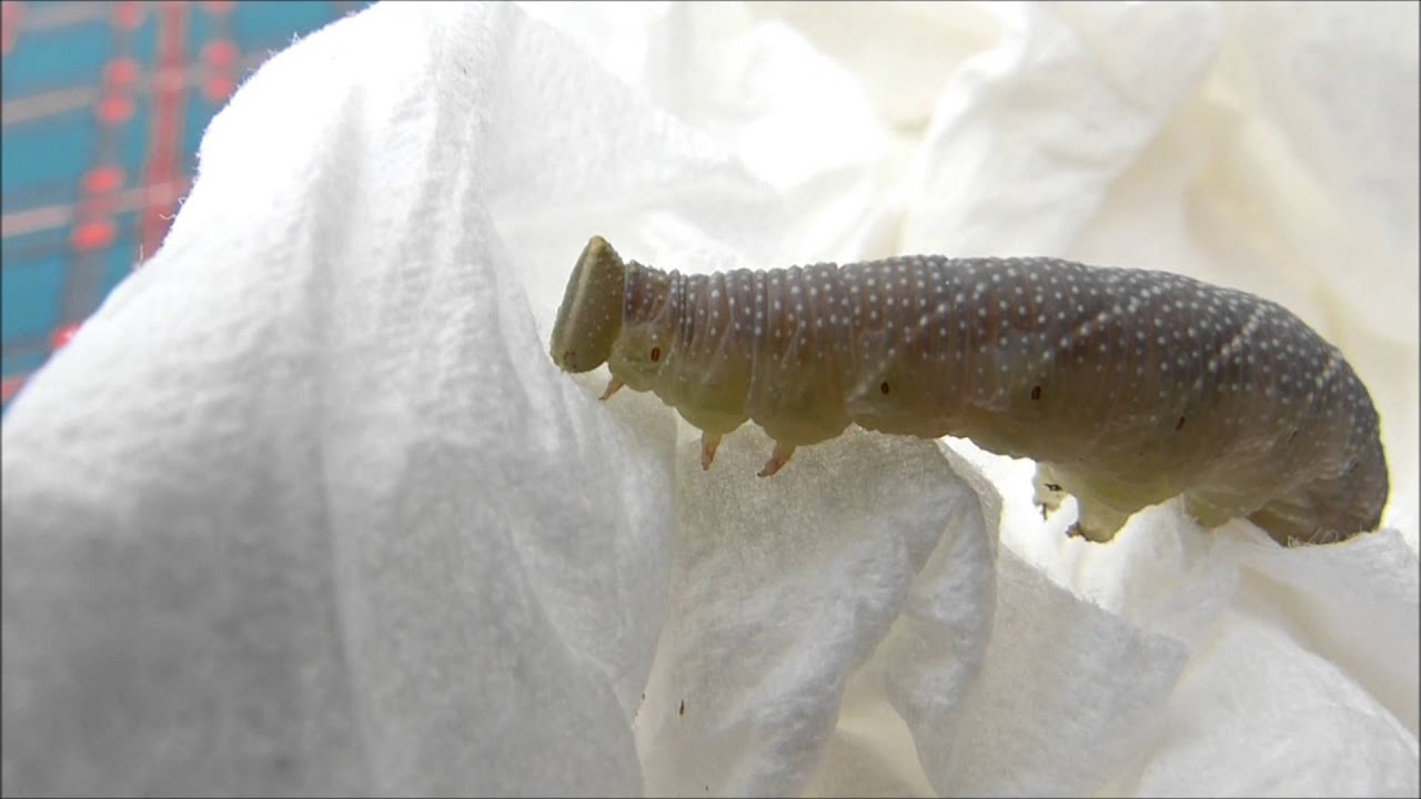 Chenille sphinx du tilleul YouTube