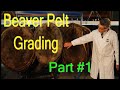 How Beaver Pelts are Graded Complete and detailed Part 1
