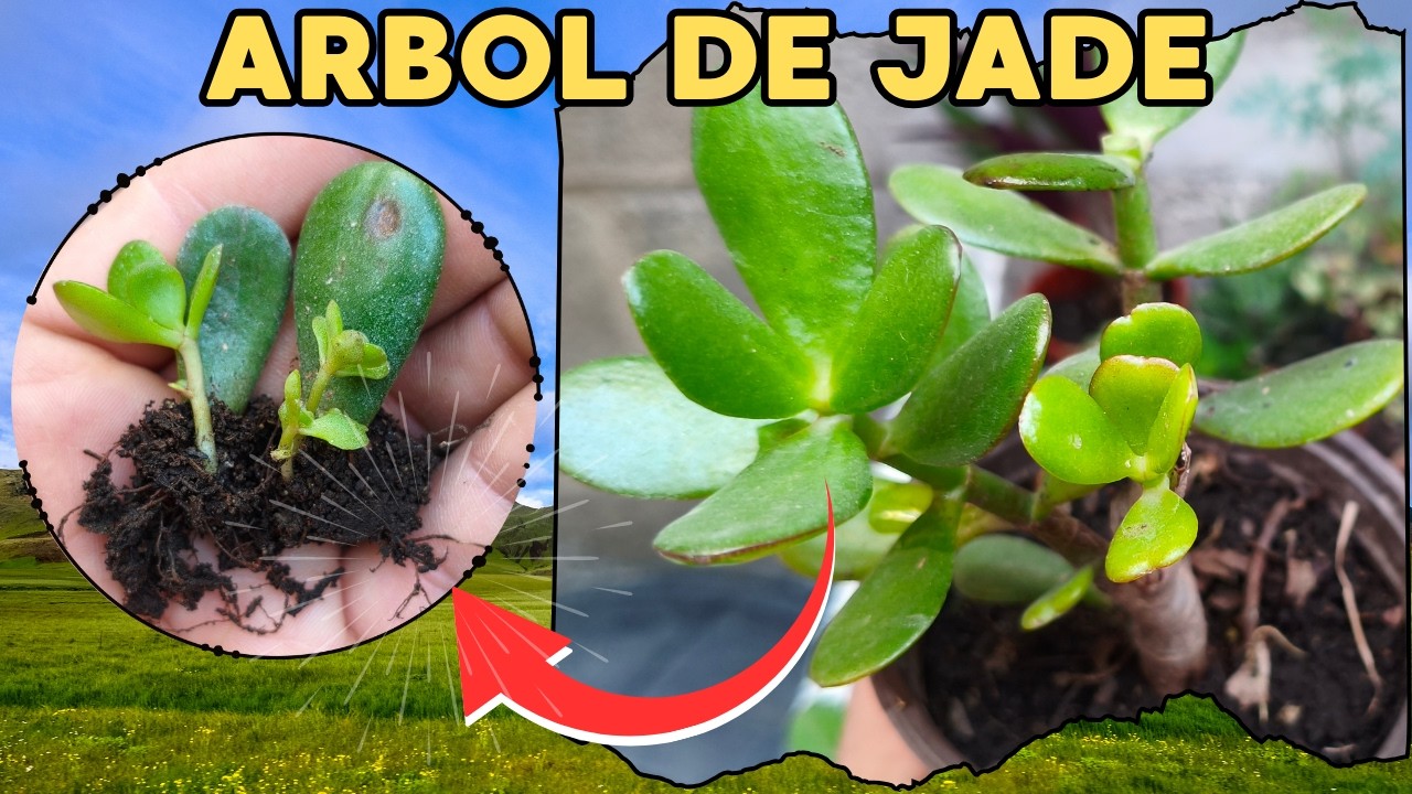 Como se reproduce el ARBOL DE JADE por hoja | Paso a Paso