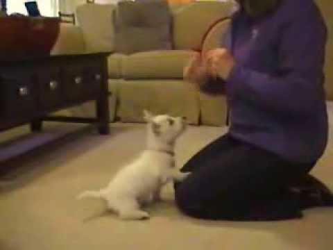 Westie puppy -10 weeks - cute tricks clicker train...