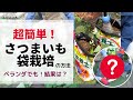 【ベランダでも】超簡単！さつまいも袋栽培！結果は？【袋栽培】