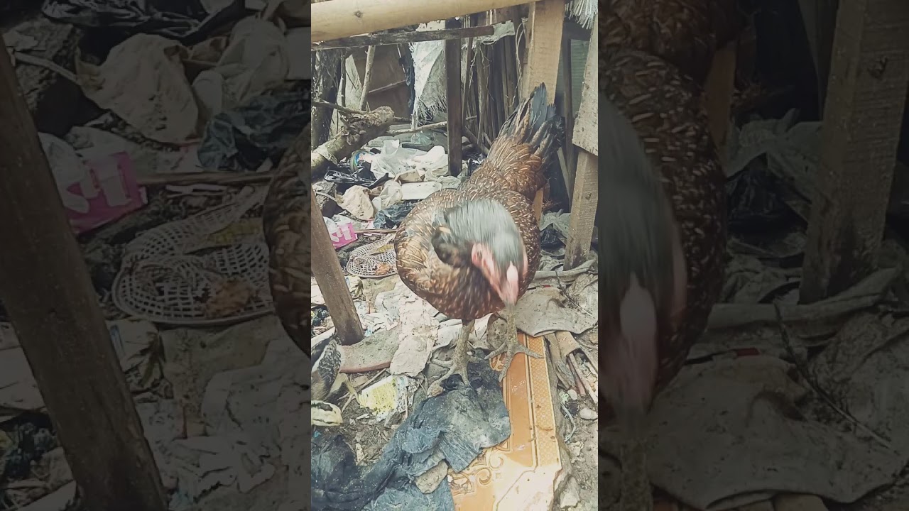 Ternak ayam 