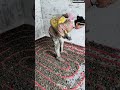 🚧🪨 Floor Insulation: Manual Gravel Layout on Heating System Grid