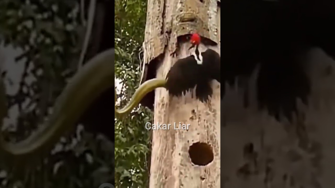 BRUTAL FIGHT, Bird WoodPecker vs Snake