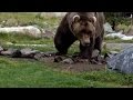 Bigfoot Footprints and Bear Evidence