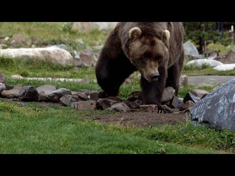 Film backdrop image for Could Bigfoot Actually Be a Grizzly Bear? (2015)