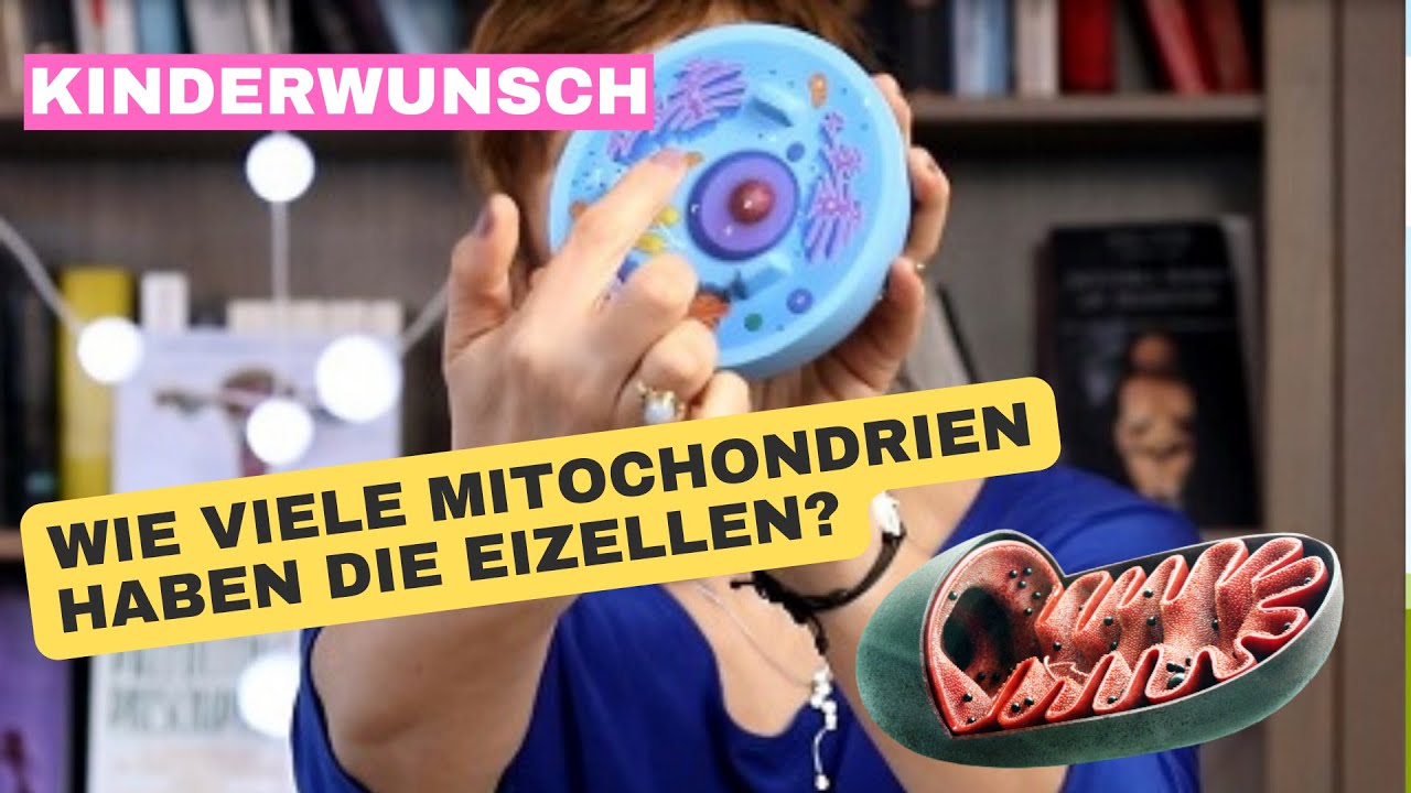 Was haben MITOCHONDRIEN mit BABYS zu tun? | Wie Pimp My Eggs mit coenzym Q10 gelingt