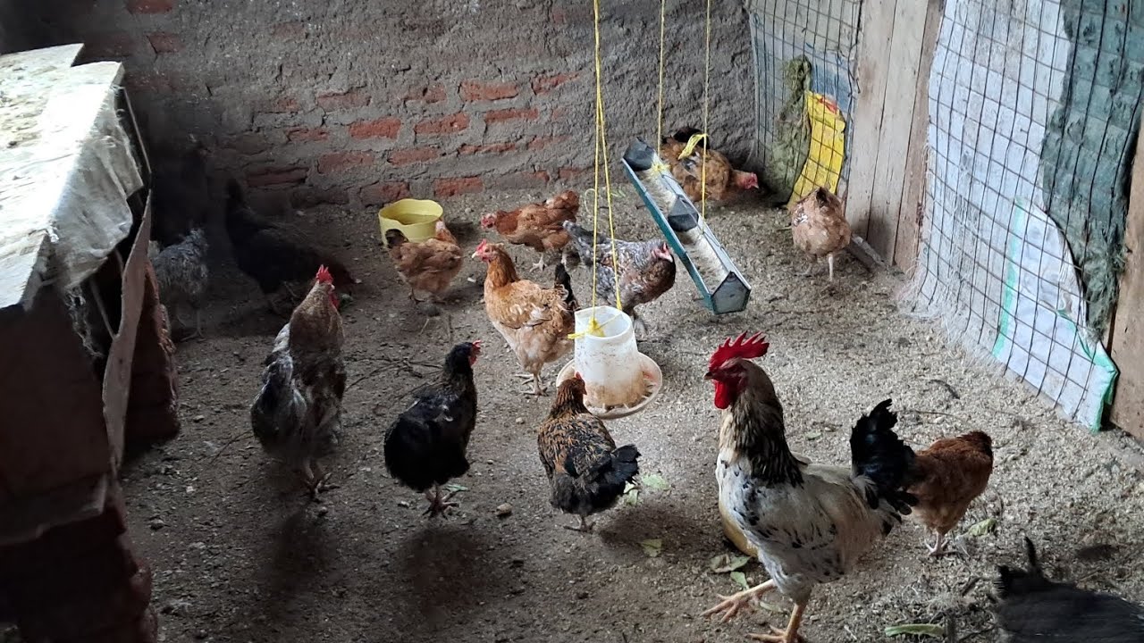 Day in the Life of a Kienyeji Chicken Farmer in Migori County, Kenya. 