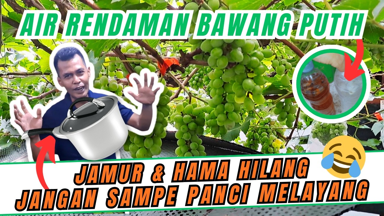ETT DEH DIKATE JUGA APE‼️ AIR RENDAMAN BAWANG PUTIH UNTUK PERAWATAN ANGGUR SECARA ORGANIK