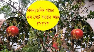 How do you control fruit cracking in Pomegranate//ডালিম/বেদানা গাছের ফল ফেটে যাওয়া সমস্যা ও সমাধান