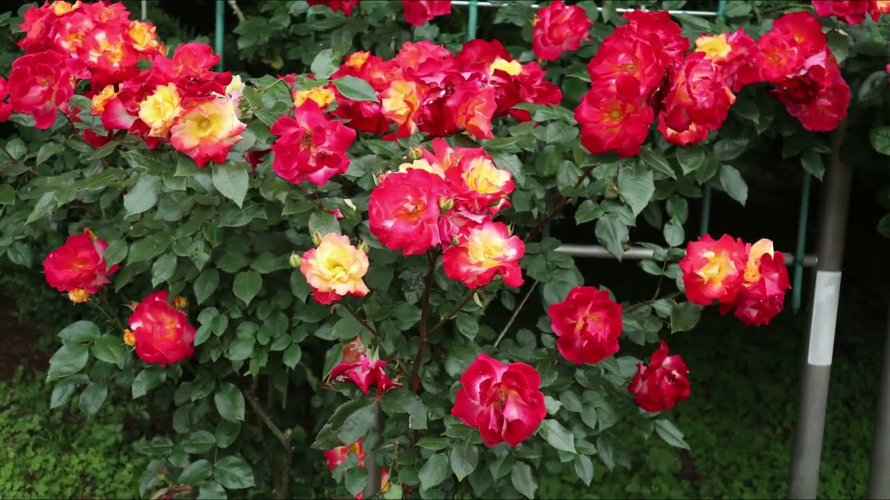 Roses Climbing The Wire Mesh Fence In The Jindai Botanical Gardens 2519 神代植物公園のバラ園のつるバラが綺麗に咲いてます Youtube