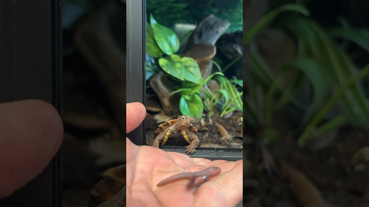 Turtle Perches on My Hand to Eat! 😎 