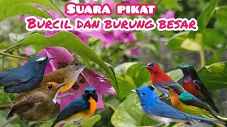 Suara Pikat Burung Hutan Kecil Dan Besar