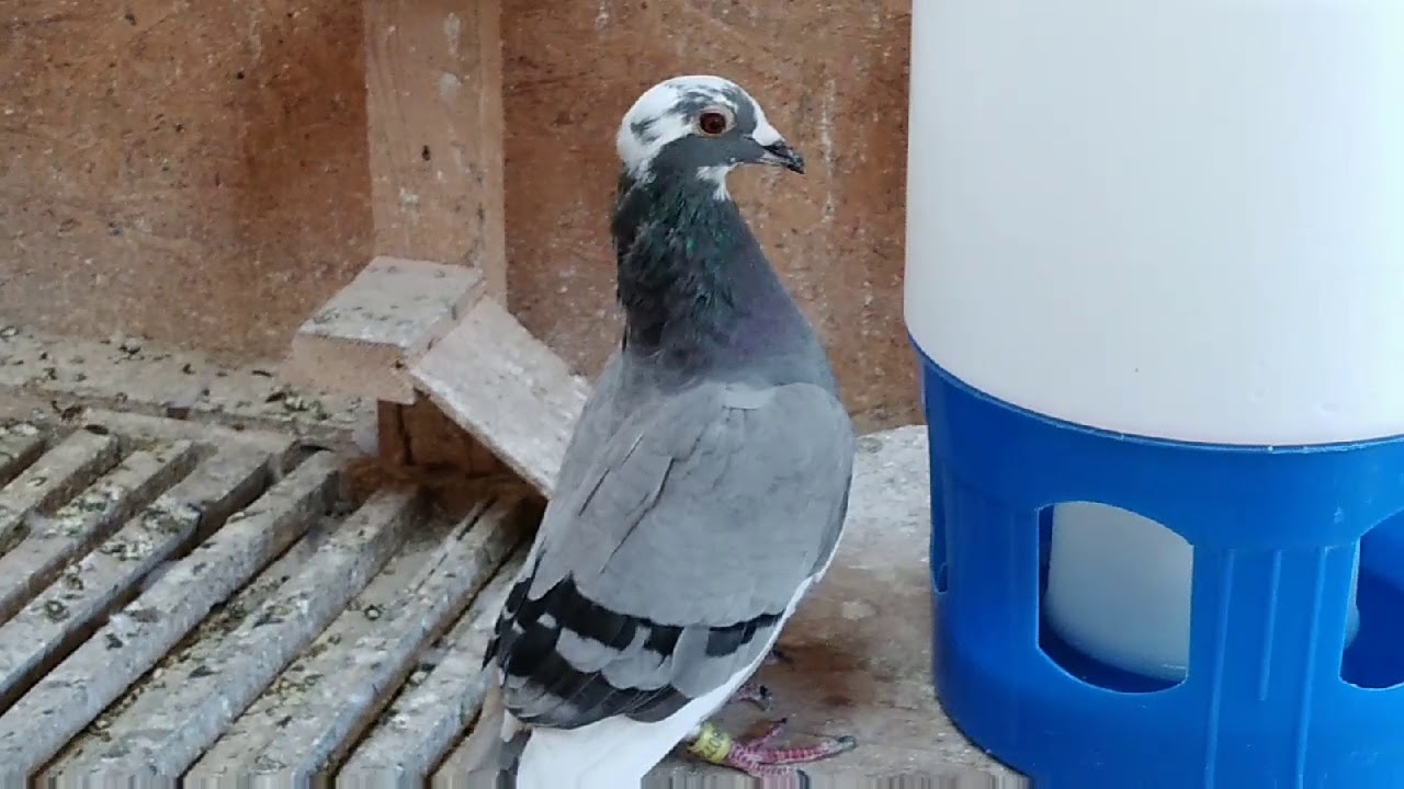 DERBY TSAREVO. 9 DIN 10!!  22-09-2019