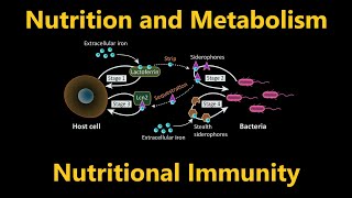 Nutritional Immunity | Mineral Absorption