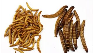 Tenebrio molitor pupae Sorting machine Superworm Sifting machine Mealworm separating machine