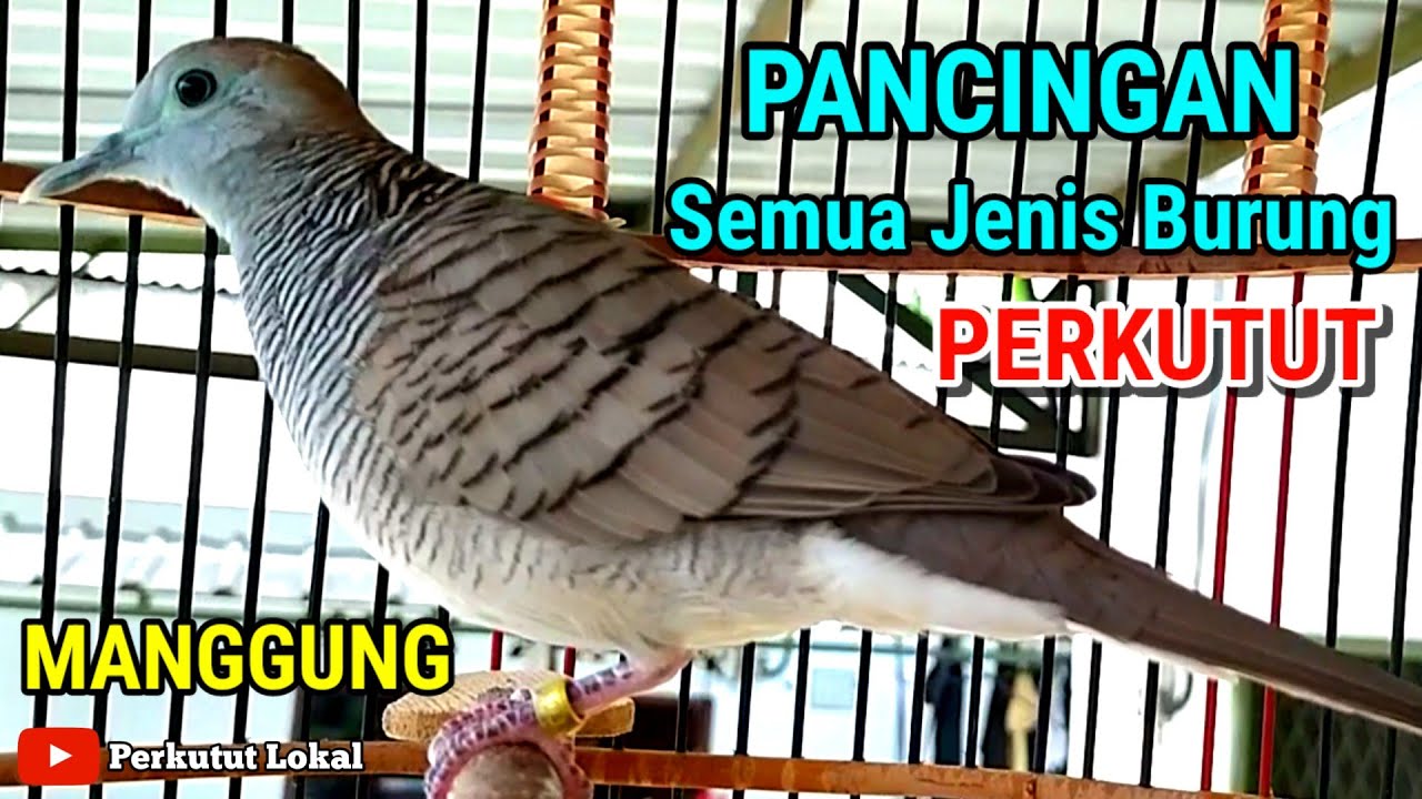 Suara perkutut crossing gacor bagus untuk masteran dan pancingan agar cepat bunyi #perkututlokal