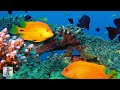 Beautiful Coral Reef Fish! 🐠 Relaxing Ocean Fish &amp; Aquarium Relax Music • Sleep Music