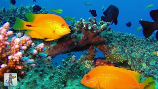 Beautiful Coral Reef Fish! 🐠 Relaxing Ocean Fish & Aquarium Relax Music • Sleep Music by Cat Trumpet 15,014 views 3 months ago 2 hours