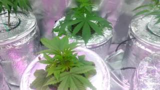 Update on my L.S.T no trellis net till midflower