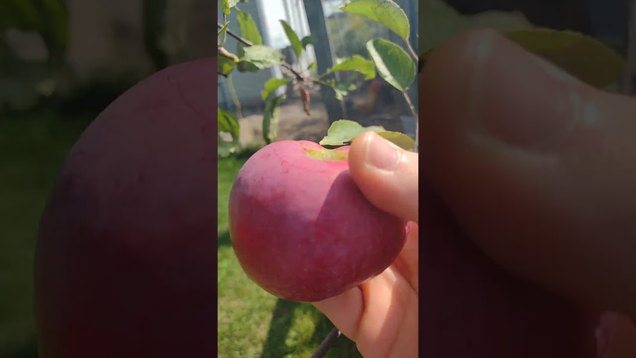 première pommes de l'année