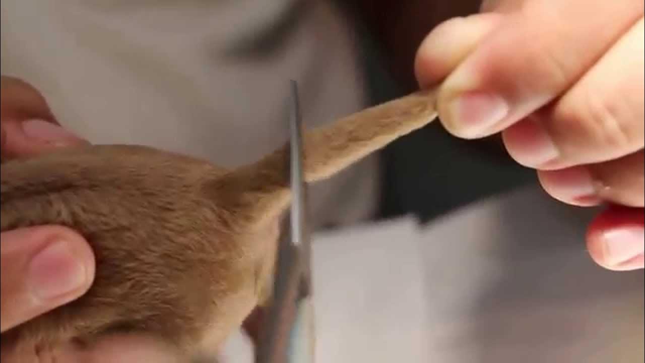 коту оторвали хвост