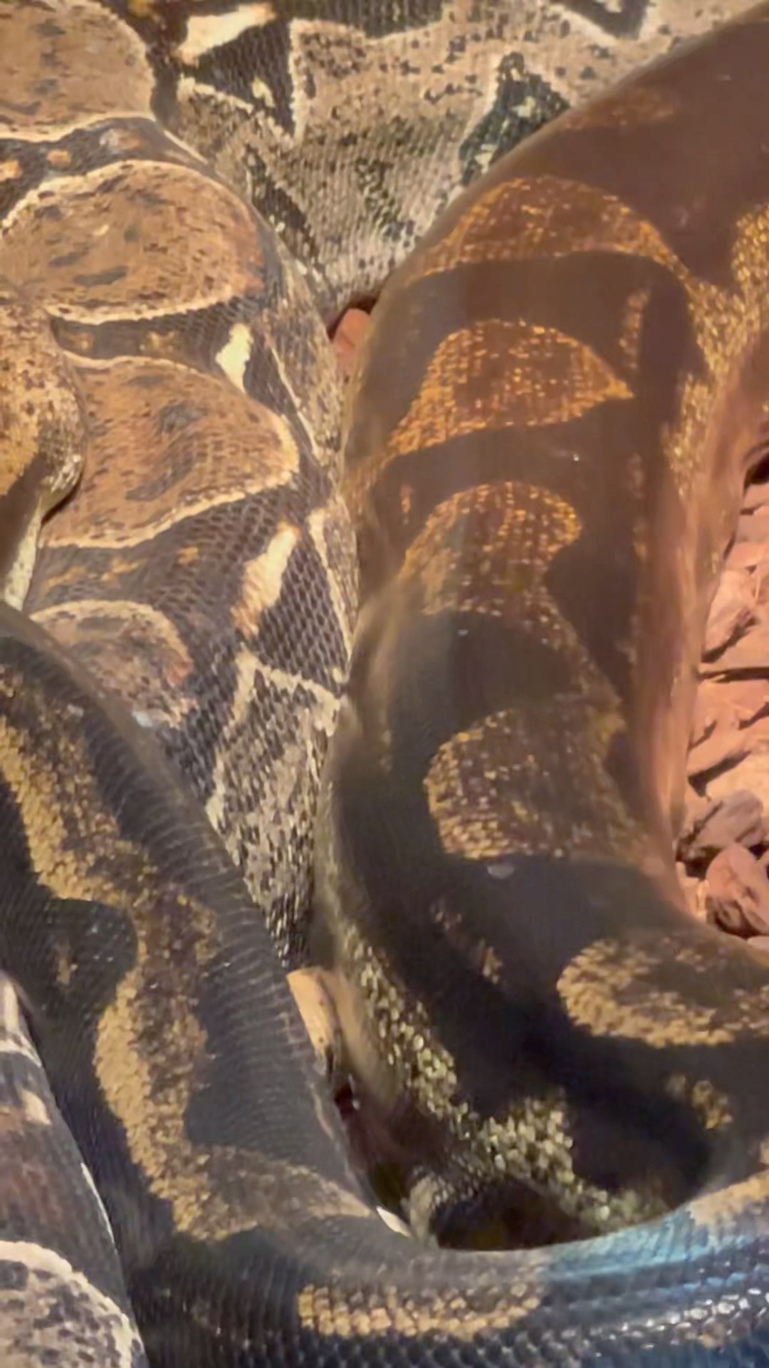 Powerful Common Boa Snake