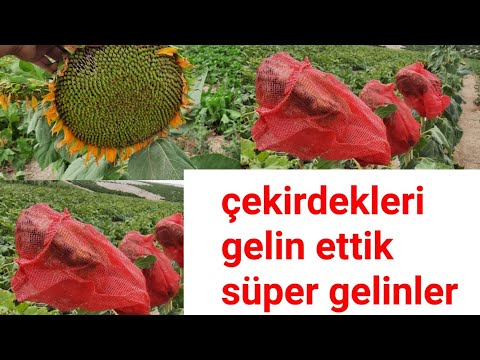 Video: Kuşlar ve Sincaplar Ayçiçeği Başı Yiyip Kuş ve Sincap Ayçiçeği Zararını Önleme