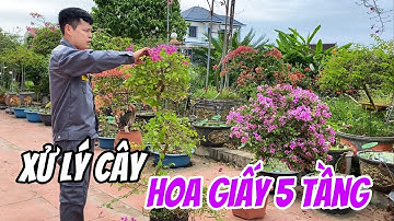Xử lý cây Hoa Giấy 5 tầng giúp ra hoa kín tán